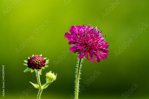 Purple flowers