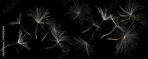 Many dandelion seeds flying on black background. Banner design