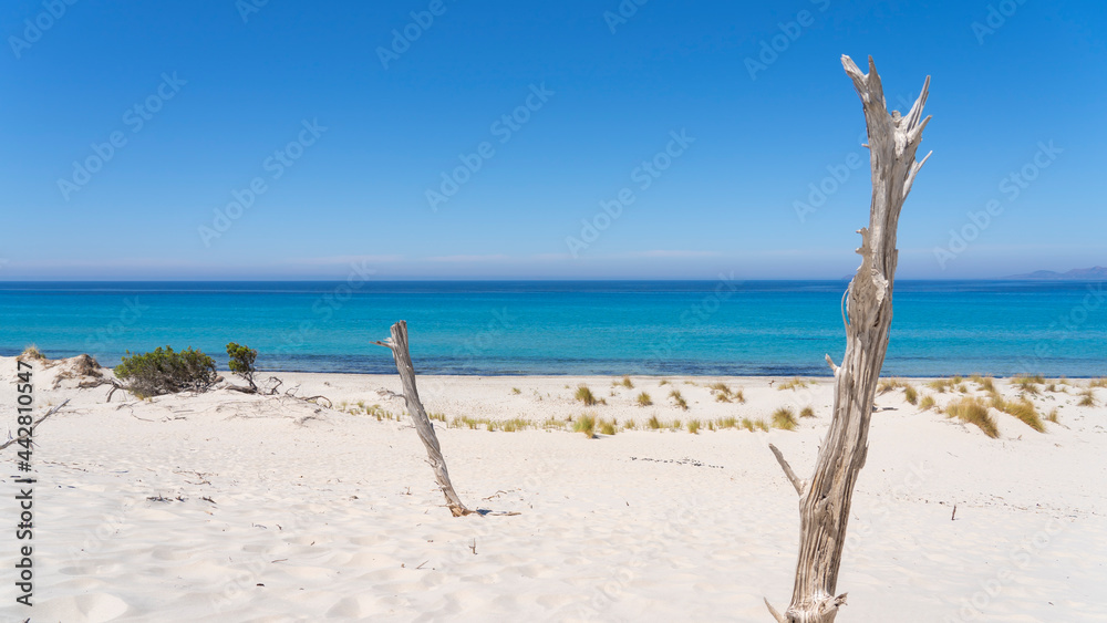 The wonderful white sand dunes of Porto Pino in Sardinia, Italy. Wild and uncontaminated environment. Tourist destination. Wonders of nature. Still life with dry plant trunks The wonderful white sand dunes of Porto Pino in Sardinia, Italy. Wild and uncontaminated environment. Tourist destination. Wonders of nature. Still life with dry plant trunks