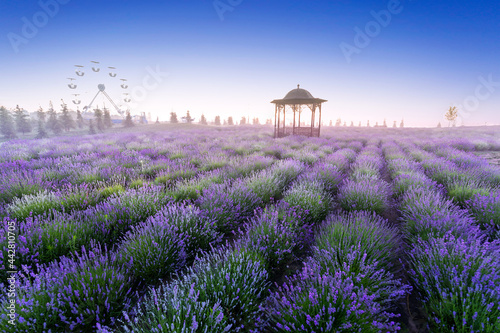 Blooming lavender field in the morning blue sky