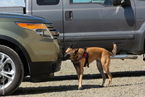Side view of a Belgian Malinois dog on leash, sniffing an automobile, doing scent work during a vehicle search