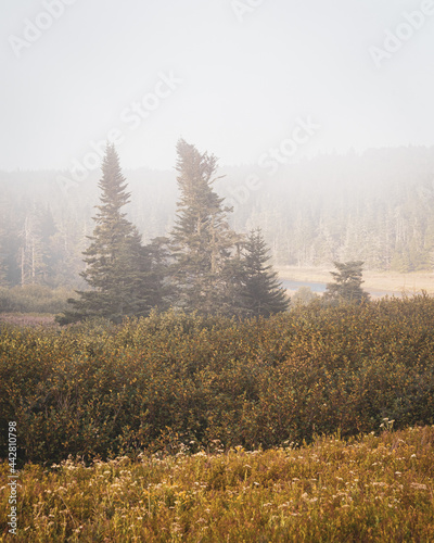 Pine trees in fog, in Cutler, Maine