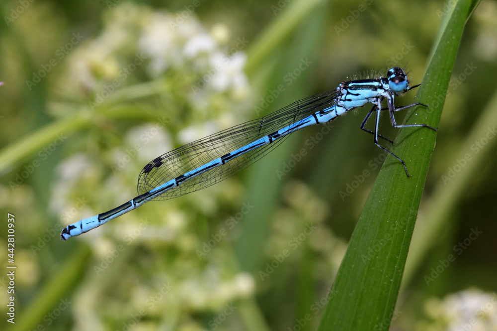 libellulina azzurra (Coenagrion puella)