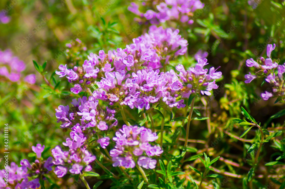 Growing thyme grass blooming with purple flowers. Growing thyme grass blooming with purple flowers.