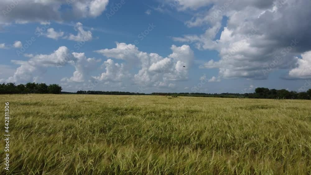 Field with yellow barley and white fluffy clouds. Field with yellow barley and white fluffy clouds.