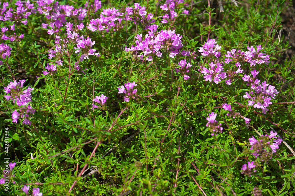 Growing thyme grass blooming with purple flowers. Growing thyme grass blooming with purple flowers.