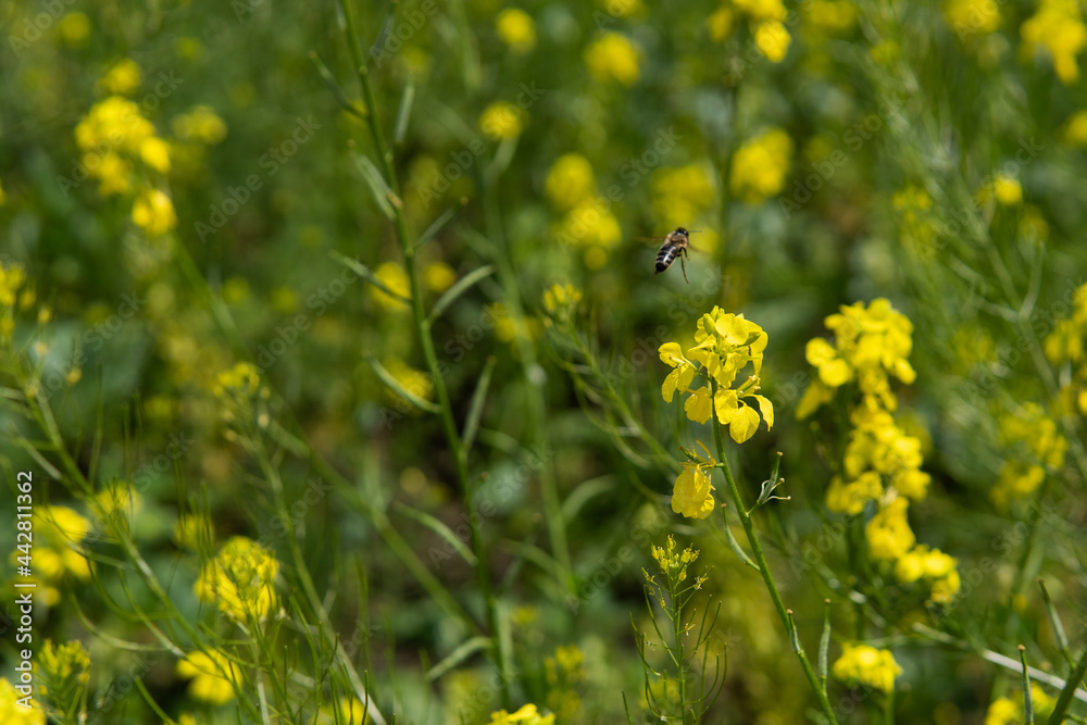 Obraz premium The honey bee flies over the yellow flower. Beautiful nature summer background. Bee collects nectar, selective focus. Floral wallpaper with honey bee. Animals in the wild. 