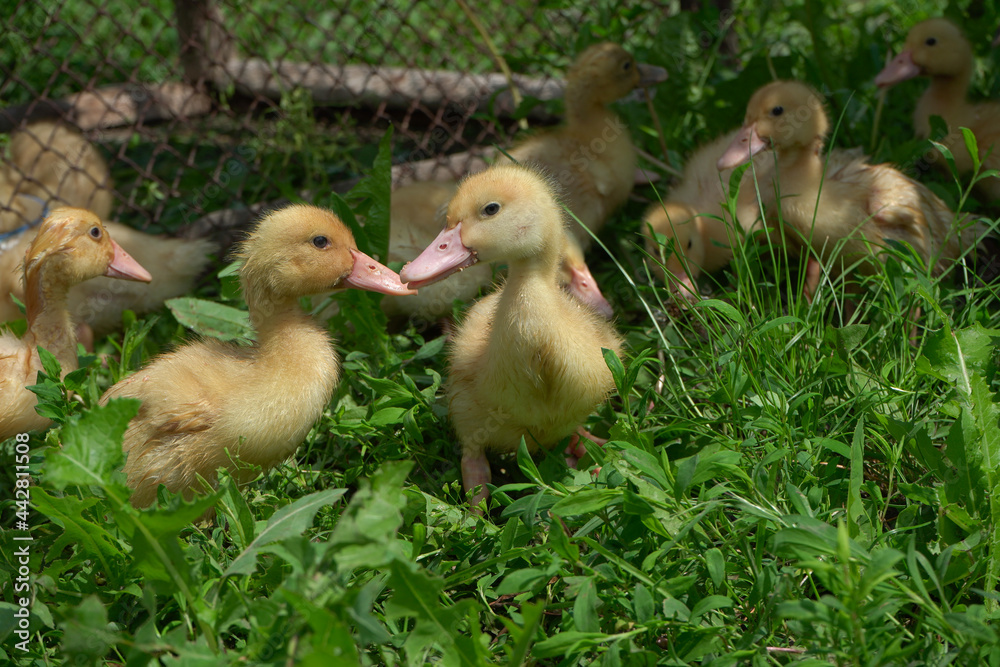 Yellow little ducklings in the green grass on a sunny summer day.
