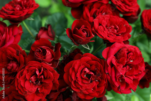Beautiful blooming red roses on bush outdoors  closeup