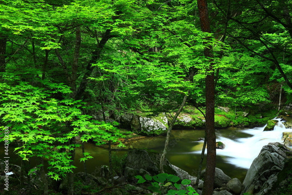 Fototapeta premium 岩手県遠野市 新緑の重端渓