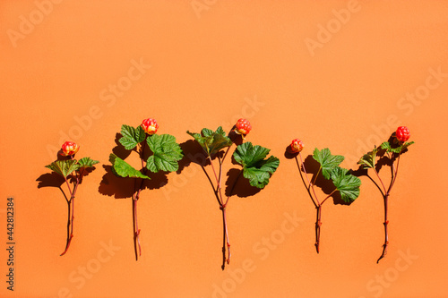 five twigs with wild berries and green leaves are beautifully laid out on an orange background in bright sunlight with hard shadows