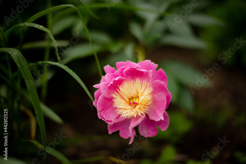 Pink Peony with Yellow Center
