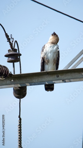 Juvenile Black-and-chestnut eagle (Spizaetus isidori) perched on a power pole near El Reventador Volcano, Napo province, Ecuador photo