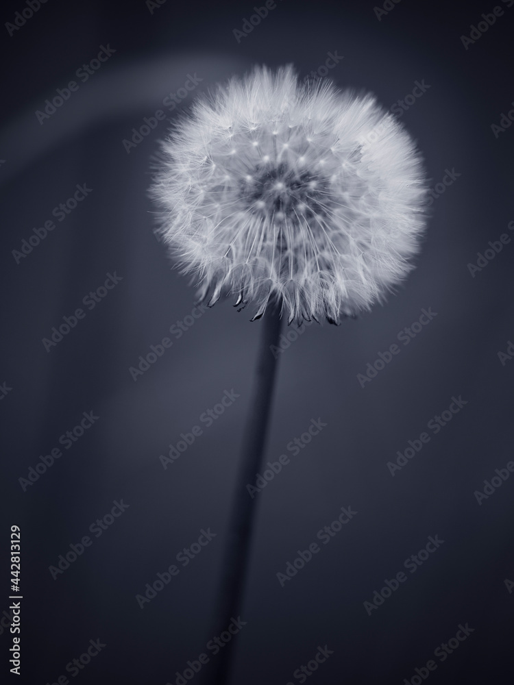 Fototapeta premium Dandelion in blue