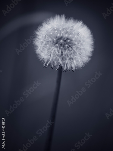 Dandelion in blue