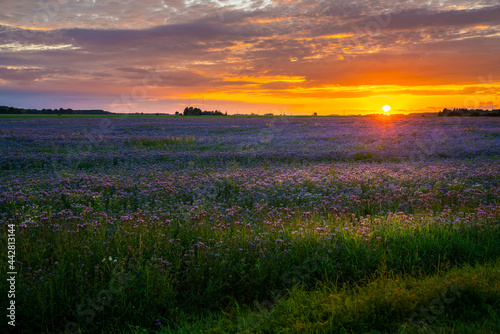 Sunset in a summer meadow with blue flowers