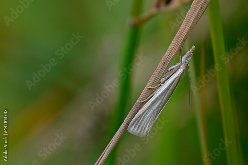 White grass moth // Weißer Graszünsler (Crambus perlella) photo