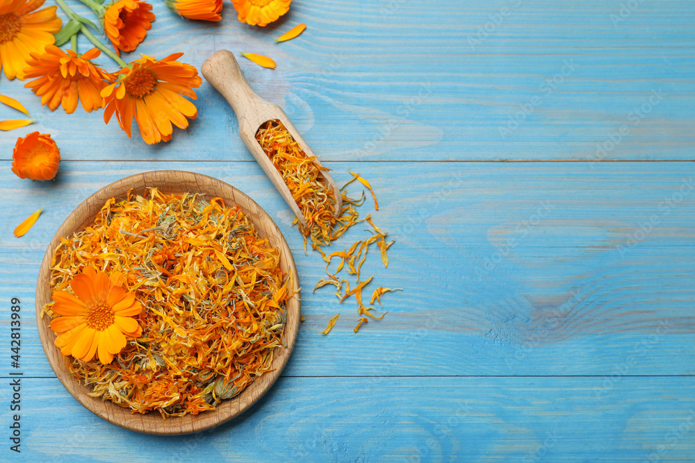 Dry and fresh calendula flowers on light blue wooden table, flat lay. Space for text - obrazy, fototapety, plakaty 