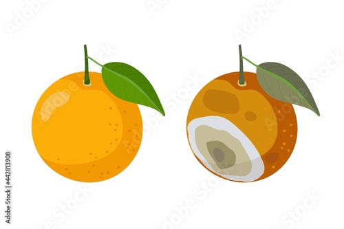 Fresh orange fruit and Bad rotten Orange isolated on white. Citrus fruit becomes spoiled. Concept of defect, disease and norm. Food waste. Rotten Orange with Stinky Rot. Bad smell from mold on Citrus