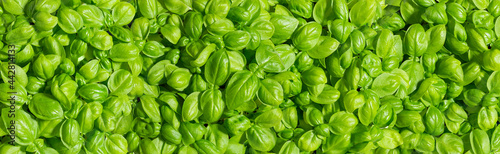 Fresh basil leaves background. Wide format image of growing basil on a sunny day. Texture of basil plant (Ocimum basilicum) with lush green leaves. Ingredient of Mediterranean cuisine.