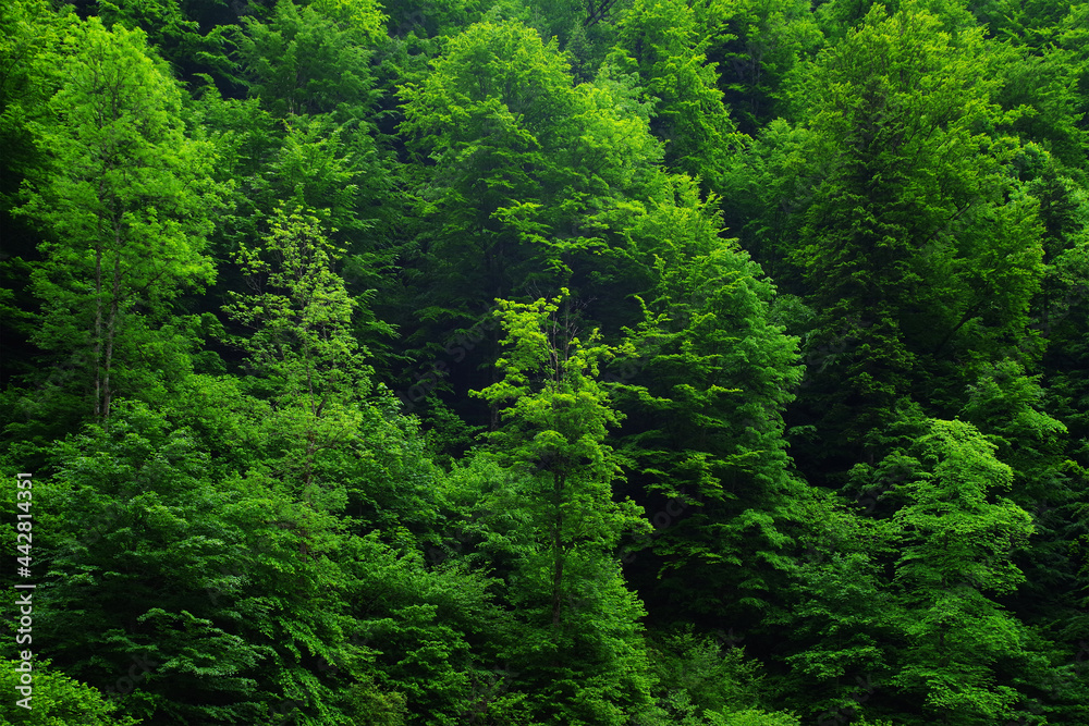 Abstract background image of a summer forest green foliage Abstract background image of a summer forest green foliage