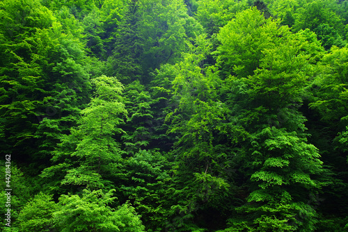 Abstract background image of a summer forest green foliage