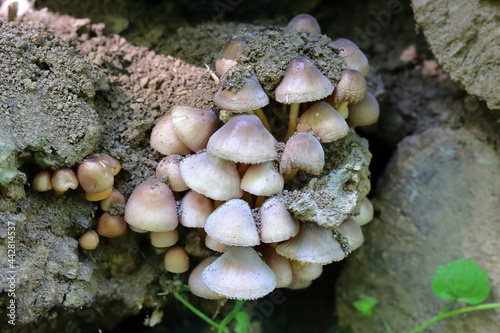 closeup of wild edible mushrooms