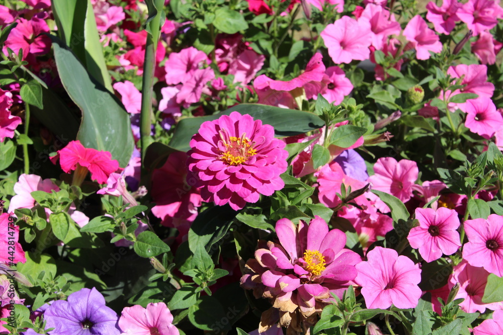Sea Of Flowers, William Hawrelak Park, Edmonton, Alberta Sea Of Flowers, William Hawrelak Park, Edmonton, Alberta