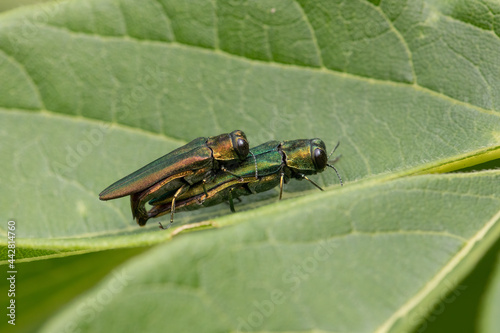 Side View of an Emerald Ash Borer Couple Mating photo