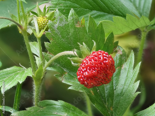 Wald-Erdbeere (Fragaria vesca) photo