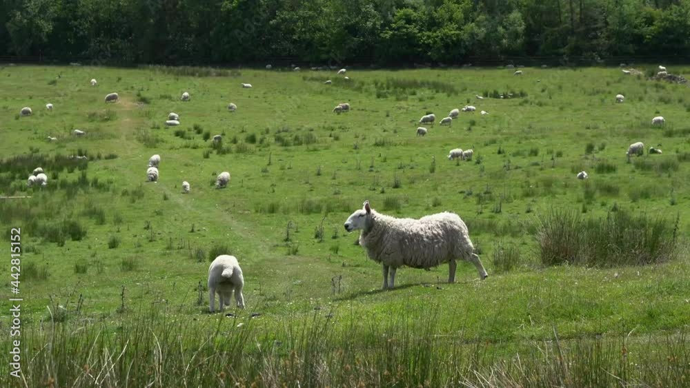 A group of sheep on an English mountainside farm field A group of sheep on an English mountainside farm field