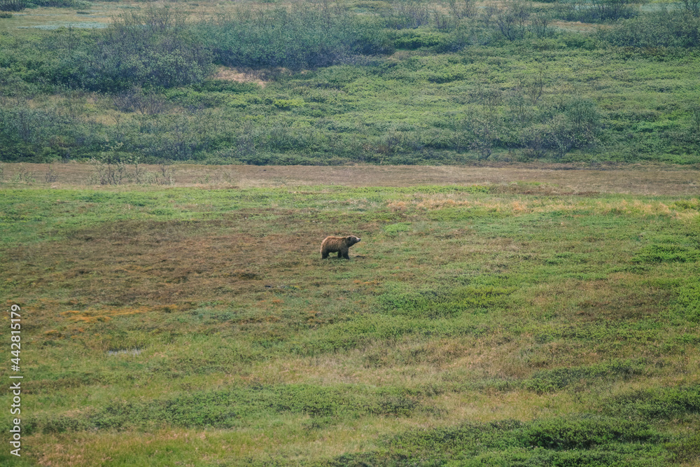 Brown bear in Denali National Park and Preserve, ALASKA Brown bear in Denali National Park and Preserve, ALASKA