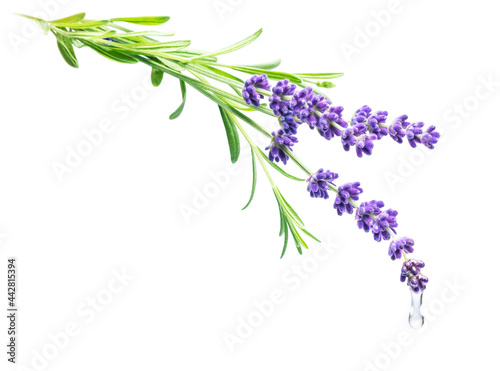 Aromatherapy and essential oil, herbal extract, ingredient for natural cosmetics, alternative medicine concept. ,Water drop falling from lavender flower