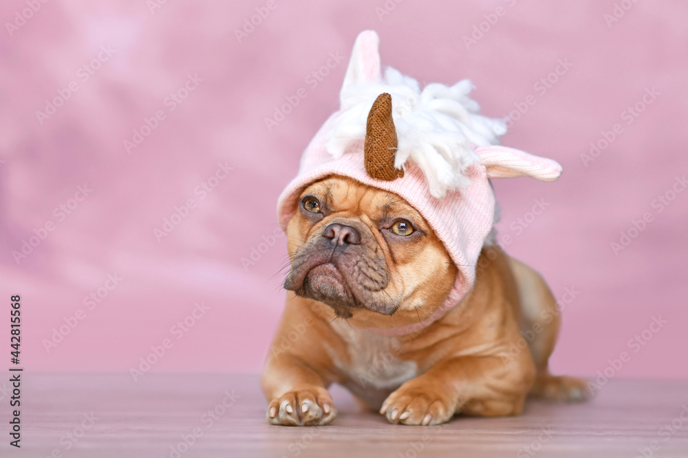 Red French Bulldog dog with wearing a funny knitted pink unicorn hat costume in front of pink background