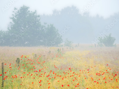 Field of poppys between the grain in Noord-Brabant, The Netherlands. photo
