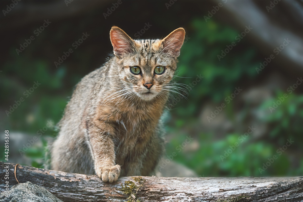 Obraz premium European wild cat portrait