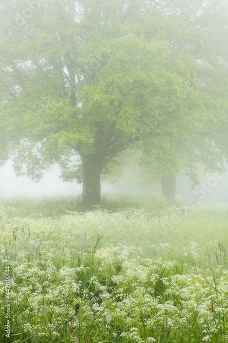 Frsh green spring colors on a misty morning in a forest in Noord-Brabant in the Netherlands.