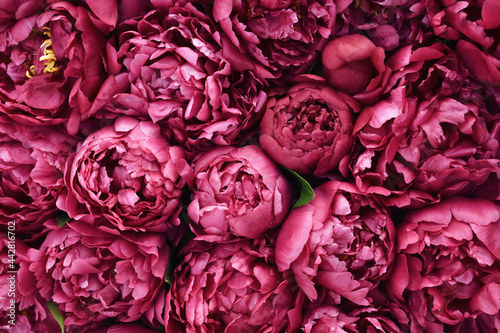 Fototapeta Naklejka Na Ścianę i Meble -  Summer blossoming delicate peony wall, blooming peonies, flowers festive background, red bright floral card, selective focus