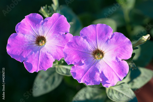 Group of beautiful petunia flowers on a background of lush green foliage