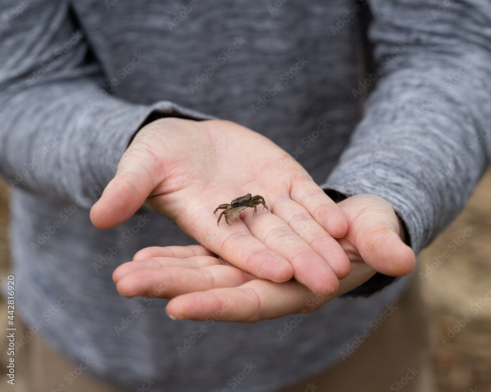 Obraz premium crab in hands