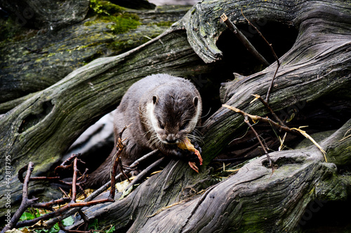 The otter, lutra in the rhizome of the tree in the forest. World Wildlife Day, nature, forest and river conservation, ecology 