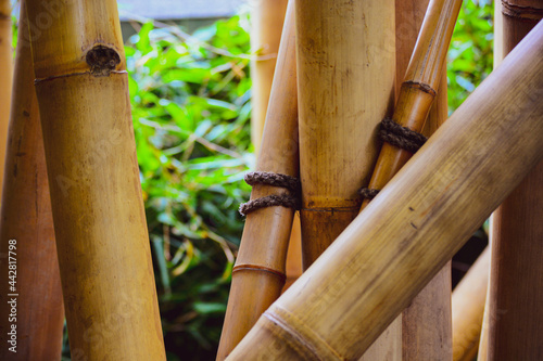 Tropical bamboo forest. World Wildlife Day, nature, forest conservation, ecology concept. Natural background for cover, advertisement, brochure, etc.