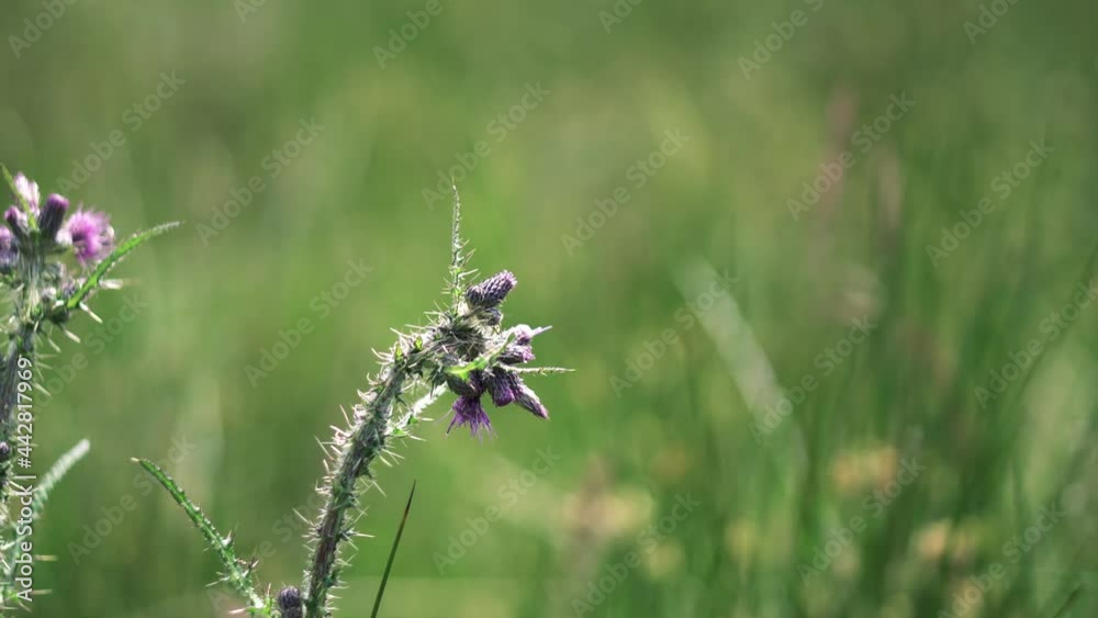 A wild purple thistle in a lush green farm field A wild purple thistle in a lush green farm field