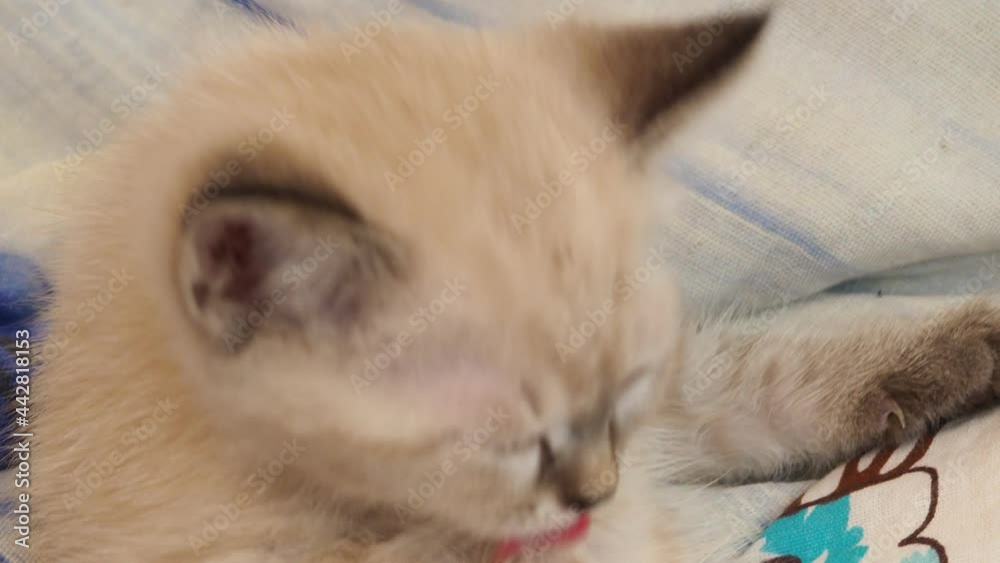 small cute kitten with big blue eyes, the kitten is washed with its paws and tongue, plays with a ball on the bedspread. pets, animal care small cute kitten with big blue eyes, the kitten is washed with its paws and tongue, plays with a ball on the bedspread. pets, animal care