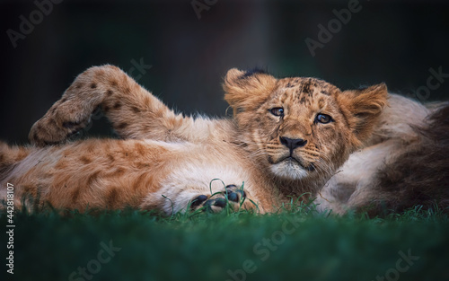 Lion close up  © Sangur