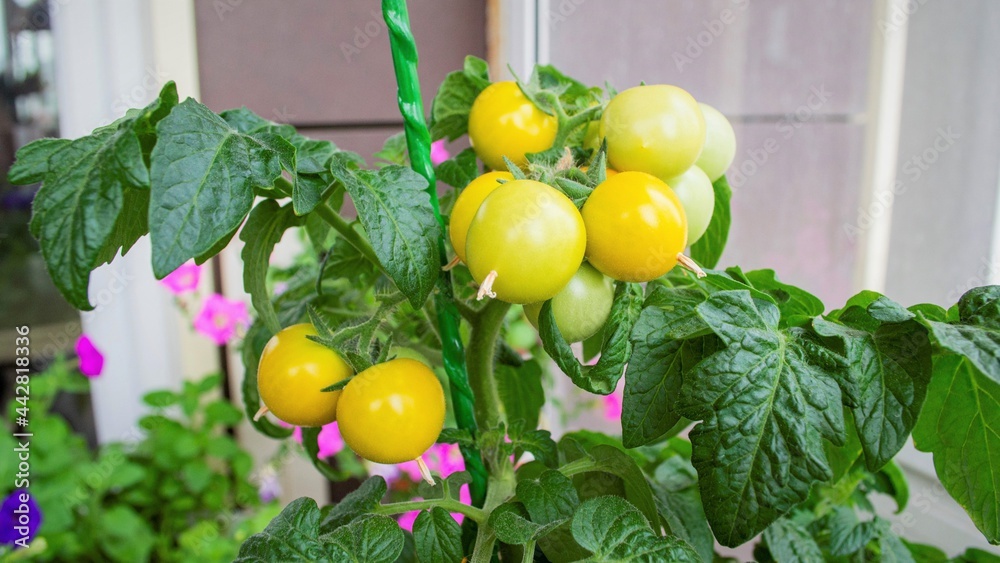 Yellow vegetables (cherry tomato) in the home garden Yellow vegetables (cherry tomato) in the home garden