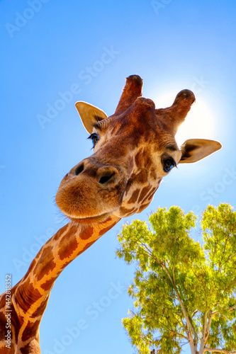 Close-up of a giraffe looking