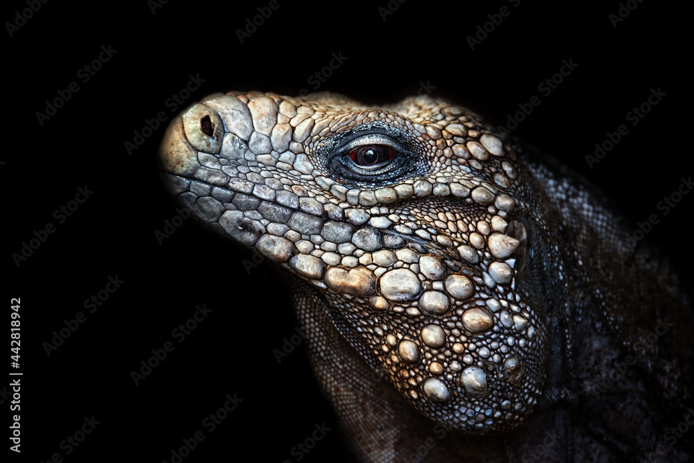 Fototapeta premium lizard on black background