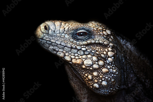 lizard on black background