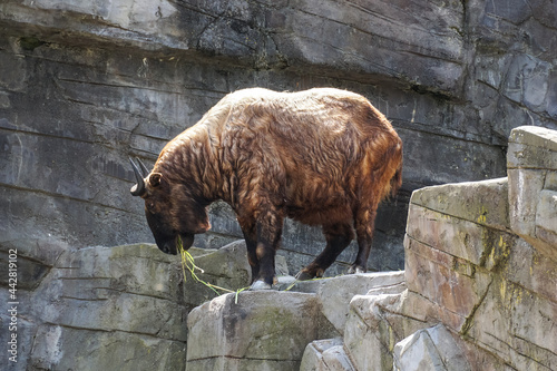 Mishmi takin, Budorcas taxicolor taxicolor photo